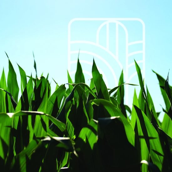 Photo of corn field and sunny blue sky with Agrigold logo